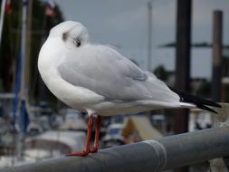 white Seagull River Elbe