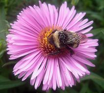 Hummel and pink flower