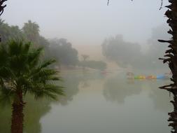 Oasis Fog
