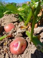red Potatoes Cultivation