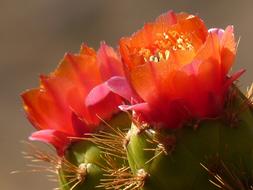 goodly Cactus Blossom