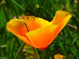 Iceland Poppy flower close up