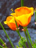 magnificent Poppy orange