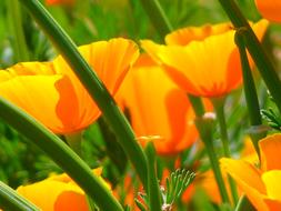 orange Iceland Poppy Papaver