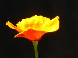 Iceland Poppy Papaver