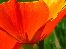 Iceland Poppy red