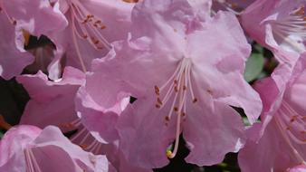 pink Rhododendron spring flowers