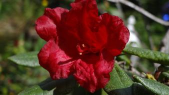 goodly Rhododendron Red