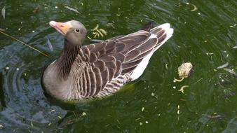 Goose on Water looking up