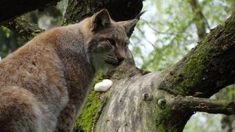 nice Lynx cat