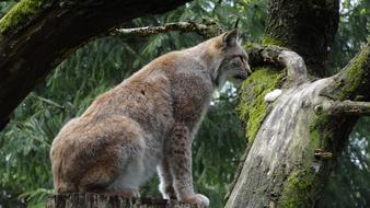 wild lynx is sitting on a tree