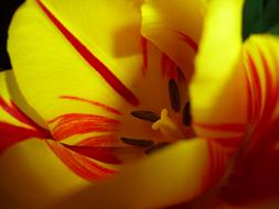 Tulip Blossom yellow