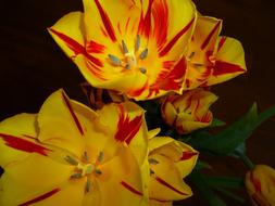 photo of a bouquet of yellow-red tulips
