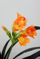 Clivia Miniata flowers
