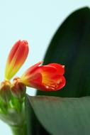 Clivia Miniata flowers red