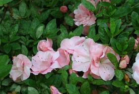 Flowers Group