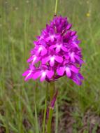 absolutely beautiful Pyramidal Orchid Flowers