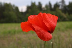 goodly Flower Poppy Wild