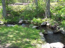 Brook Stream Rocks tree