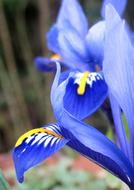 absolutely beautiful blue Bloom