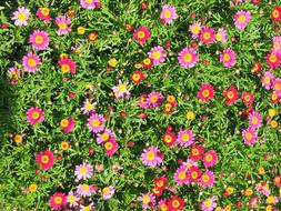 Daisies Pink flowers