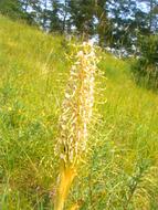 german orchid in the meadow