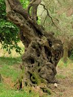 Olive Tree greece