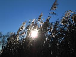 ravishing Lake Sun Reed