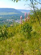 Dictamnus Wild Flowers