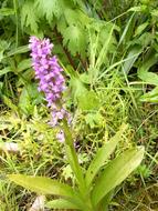 Western Marsh Knabenkraut