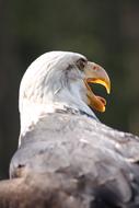 Adler head Close Up