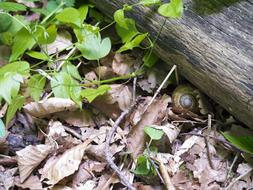 Snail and dry leaves