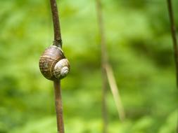 small Snail close-up on blurred background