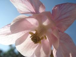absolutely beautiful Bloom Sunshine