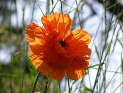 Poppy Summer orange