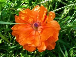 impressively beautiful Poppy Summer Flower