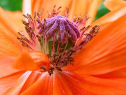 Poppy Central red