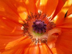incredibly beautiful Poppy Central Summer