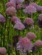 Flowers spring Purple