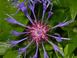 goodly Bloom Purple