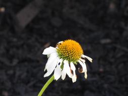 extraordinarily beautiful Daisy Bloom