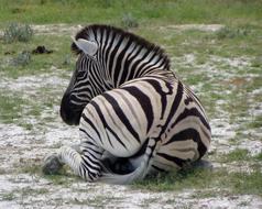 Zebra is resting on the lawn in Namibia