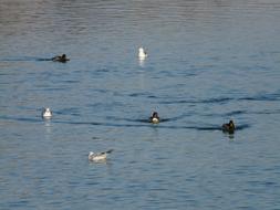 Gulls Ducks Swim river