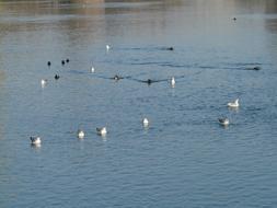 Gulls and Ducks Swim