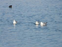 gull family swims in the sea