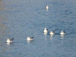 a group of fluffy seagulls swim in a pond
