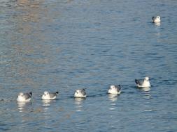 a group of seagulls are swimming in the sea