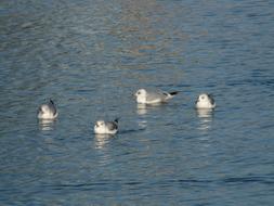 floating gulls