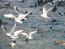 ravishing Gulls Ducks