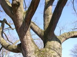 bifurcated tree top